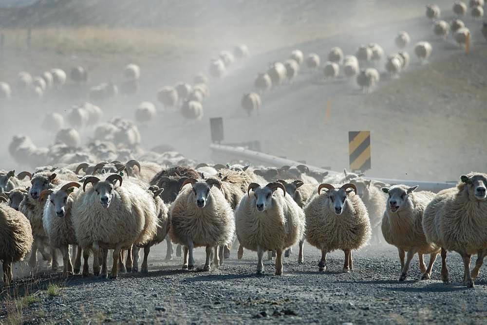 Domestic sheep (Ovis aries), herd is driven from the highlands into the valley, sheep drive or Rettir, near Laugarbakki, North Iceland, Iceland, Europe