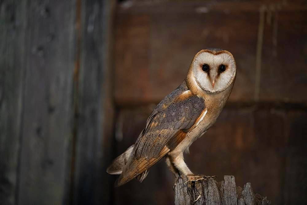 Common barn owl (Tyto alba), North Holland, Netherlands