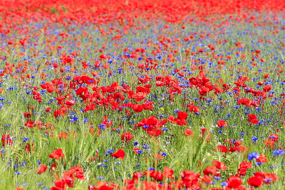 Corn poppies field (Papaver rhoeas) and Cornflowers (Cyanus segetum), Austria, Europe