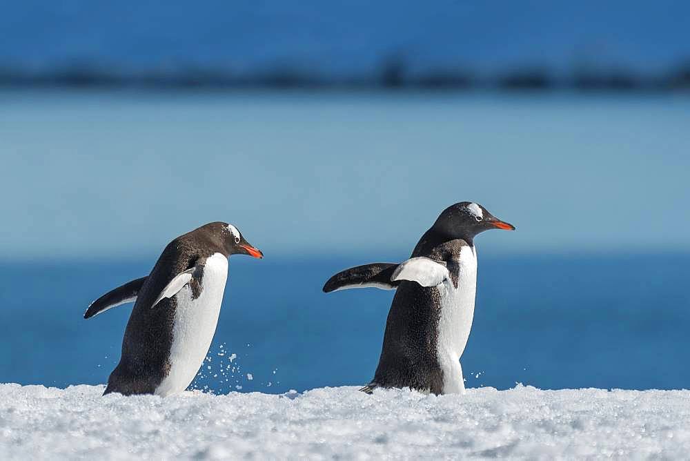 Two Gentoo penguins (Pygoscelis papua), running consecutively, Antarctica