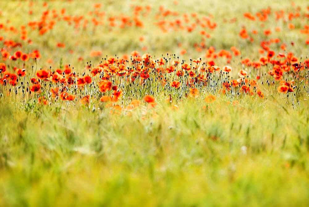 Red Poppy (Papaver) flowers in the barley field, Saxony-Anhalt, Germany, Europe