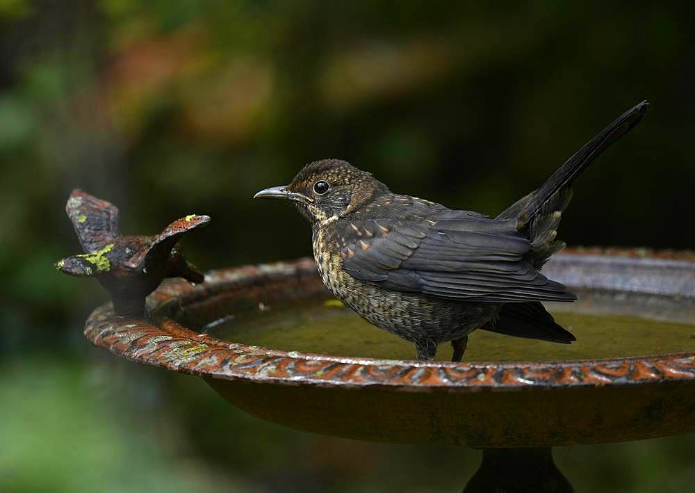 Thrush (Turdidae) baths in bird bath, Baden-Wuerttemberg, Germany, Europe