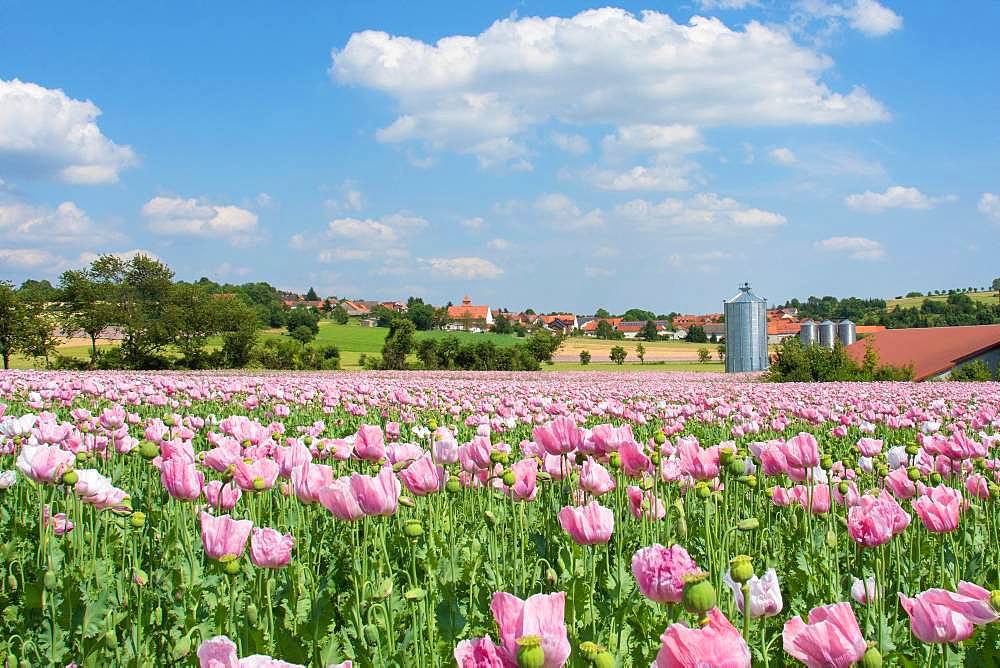 Poppy field, flowering Opium poppy (Papaver somniferum), Grandenborn, Hesse, Germany, Europe