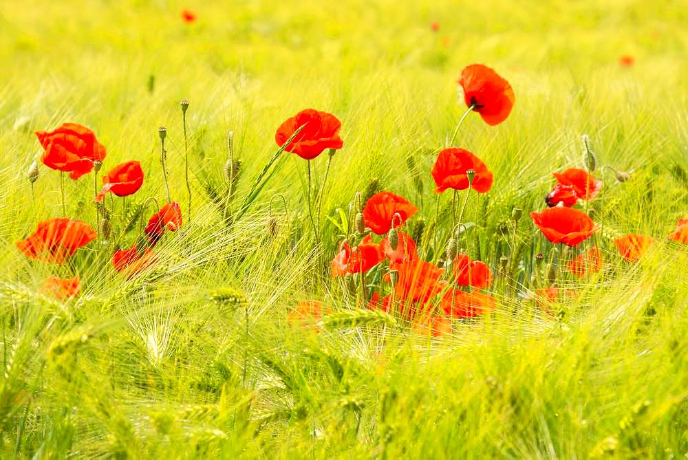 Corn poppies (Papaver rhoeas) in the grain field, Saxony, Germany, Europe