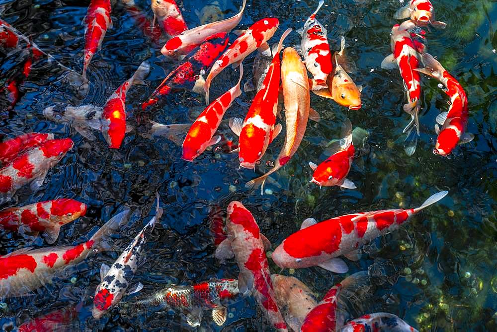 Koi carp in a pond, Buddhist temple complex Senso-ji Temple, Asakusa, Tokyo, Japan, Asia