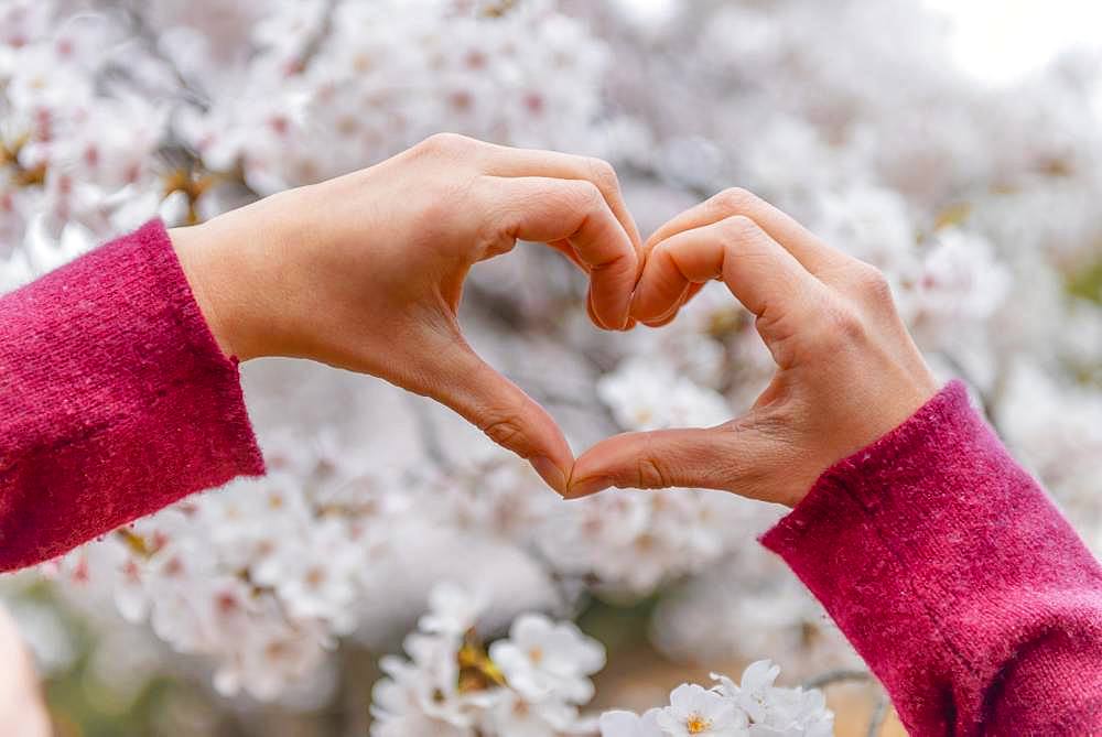 Hand shapes a heart, blooming cherry blossoms, cherry blossom in spring, Tokyo, Japan, Asia