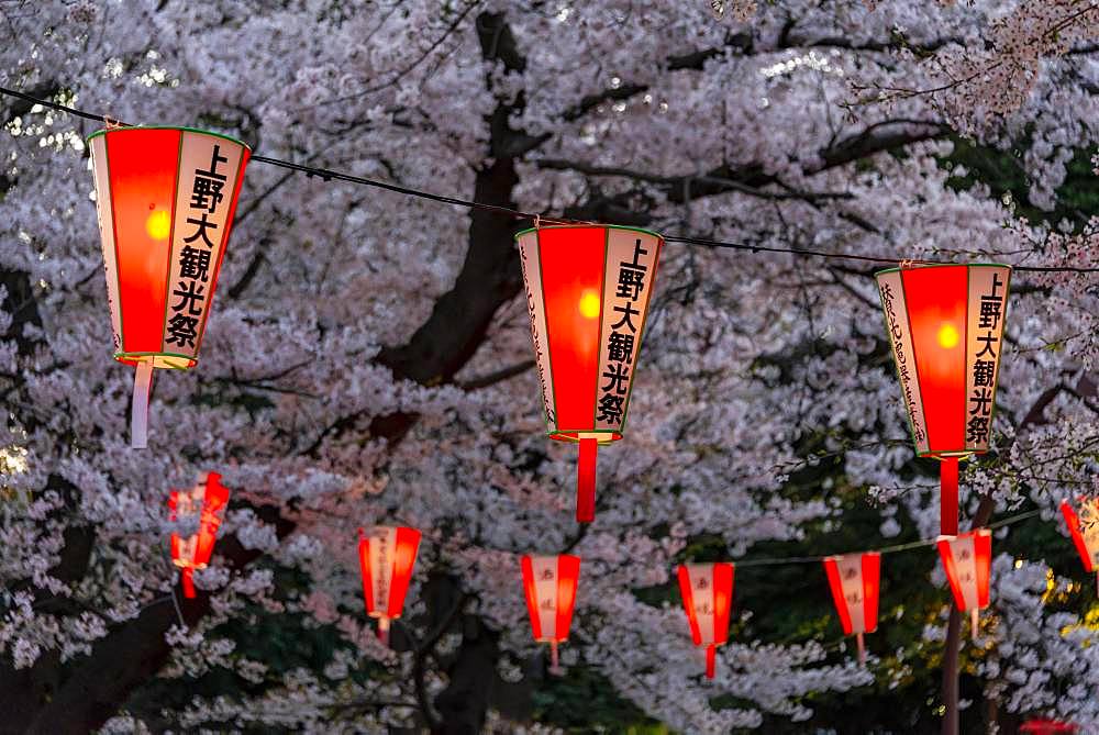 Glowing lanterns in blossoming cherry trees at Hanami Festival in spring, Ueno Park, Tokyo, Japan, Asia