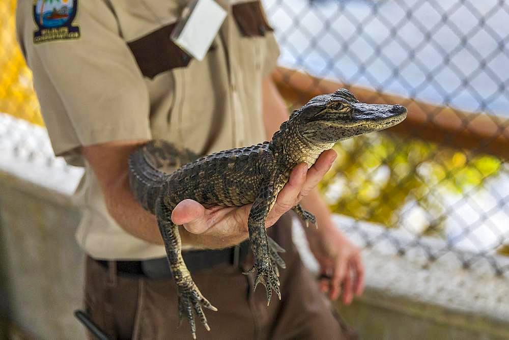 Ranger holds a two-year-old alligator (Alligator mississippiensis) on his arm, Safari Park, Everglades National Park, Florida, USA, North America