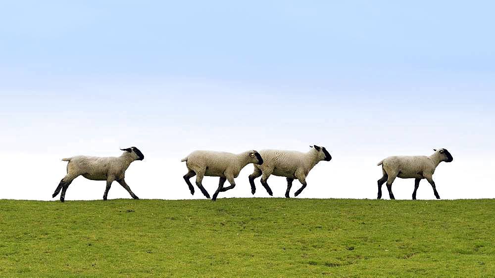 Running sheep on a dike, East Frisia, Lower Saxony, Germany, Europe