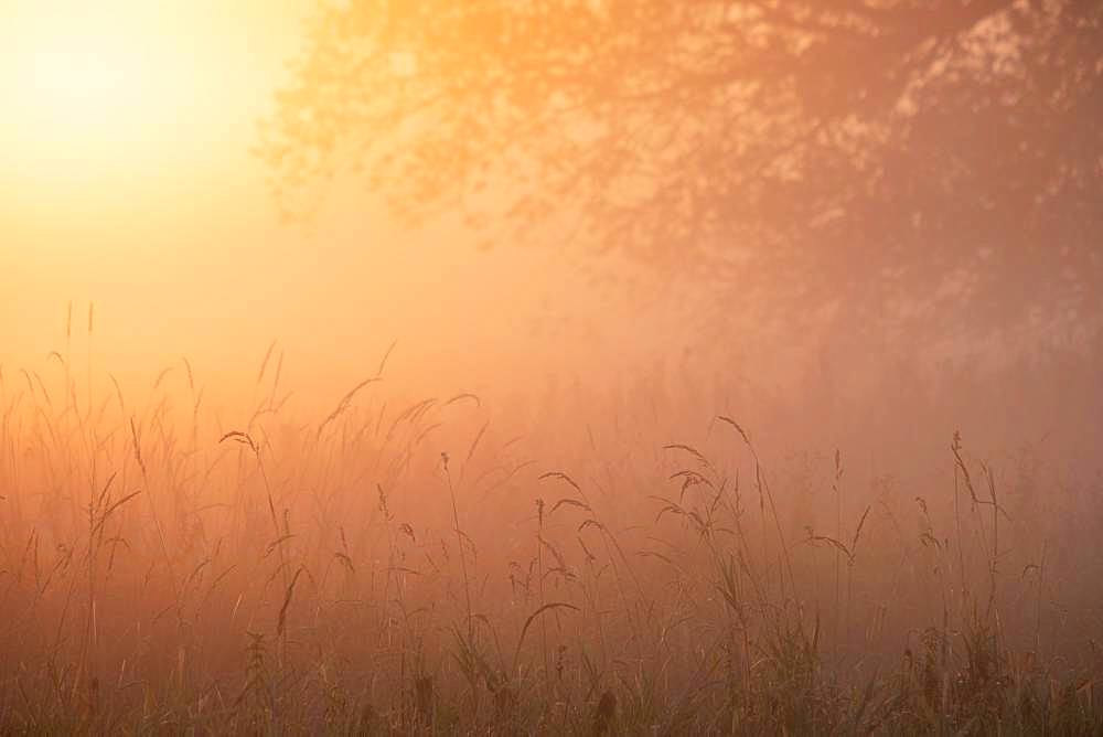 Warm morning light and morning haze at sunrise over a meadow, Elbe meadows near Dessau, Middle Elbe Biosphere Reserve, Saxony-Anhalt, Germany, Europe