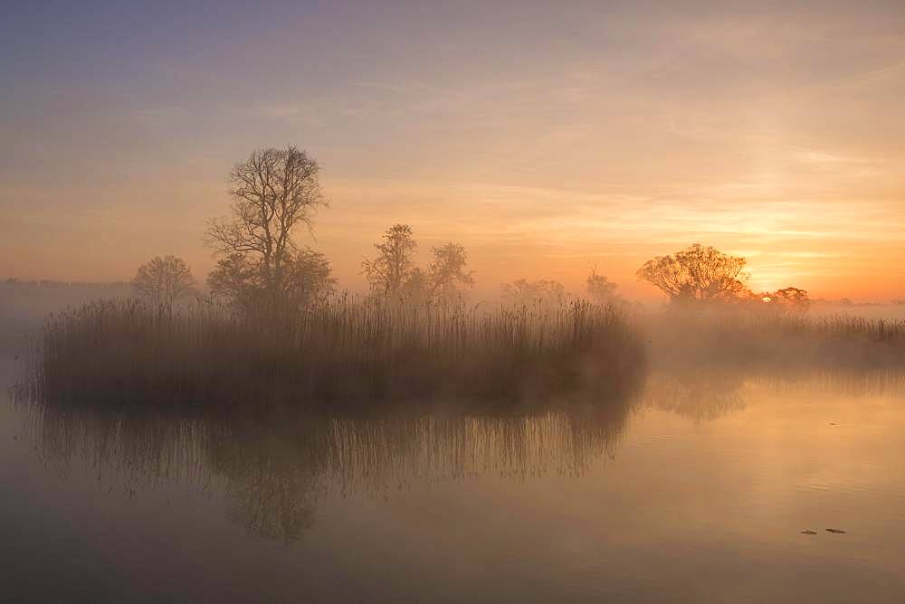 Morning atmosphere at a lake with reed banks in the Elbaue, Elbe meadows near Dessau, Middle Elbe Biosphere Reserve, Saxony-Anhalt, Germany, Europe