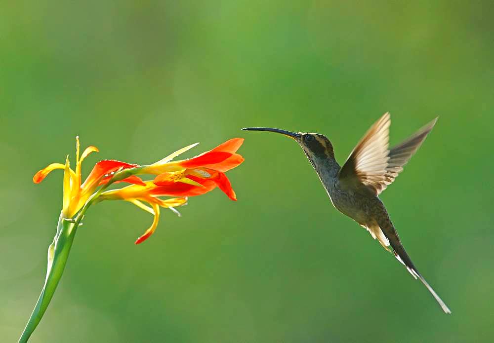 Dandruff imitation (Phaethornis eurynome) drinking at a flower, Atlantic Rainforest, State of Sao Paulo, Brazil, South America