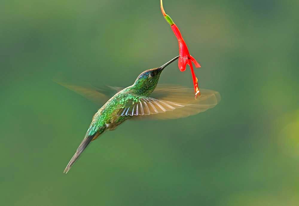 Violet-capped woodnymph (Thalurania glaucopis) drinking at a flower, Atlantic Rainforest, State of Sao Paulo, Brazil, South America