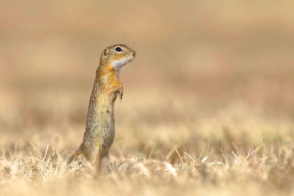 Suslik (Citellus citellus), young animal stands attentively in dry meadow, National Park Lake Neusiedl, Seewinkel, Burgenland, Austria, Europe