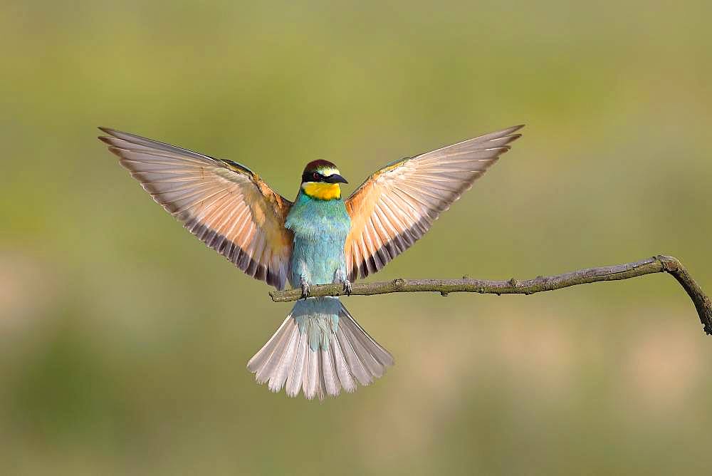 Bee-eater (Merops apiaster) approaching a branch with spread out wings, National Park Lake Neusiedl, Burgenland, Austria, Europe