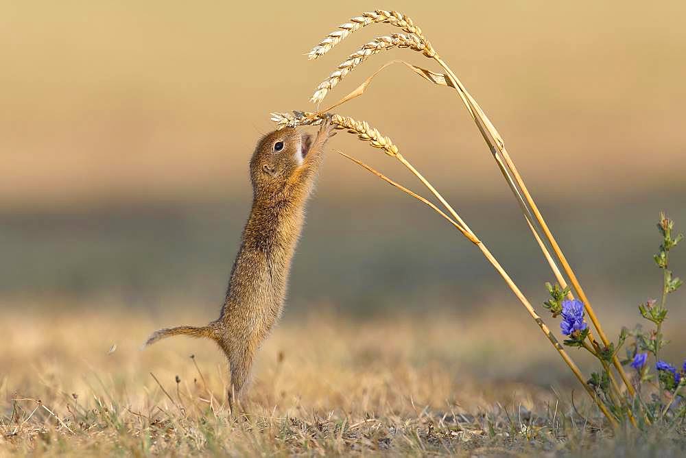 Suslik (Spermophilus citellus), young animal on ear, Wheat (Triticum aestivum), National Park Lake Neusiedl, Seewinkel, Burgenland, Austria, Europe