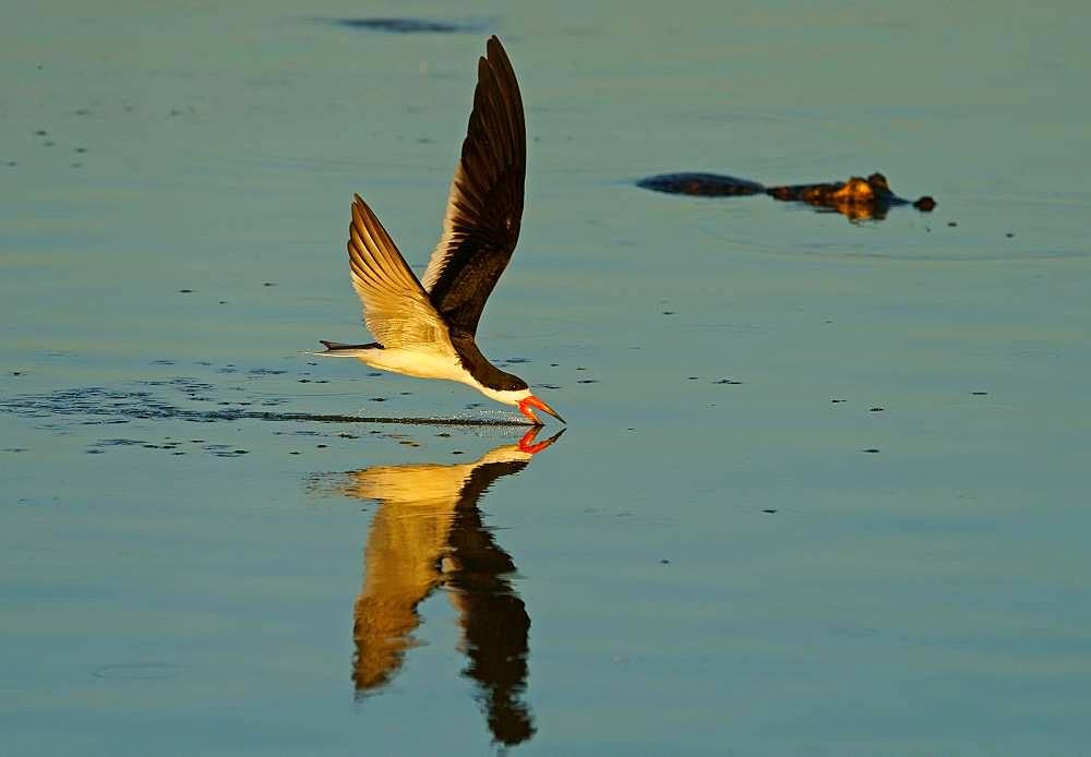 Black Skimmer (Rynchops niger) in flight fishing, crocodile in the back, Pantanal, Mato Grosso do Sul, Brazil, South America