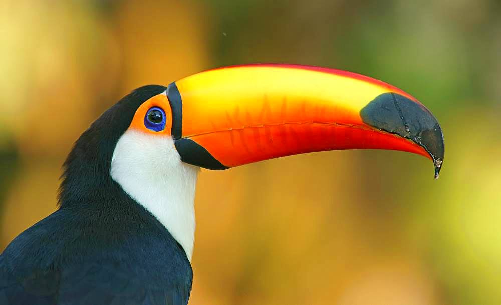 Toco toucan (Ramphastos toco), animal portrait, Pantanal, Mato Grosso, Brazil, South America