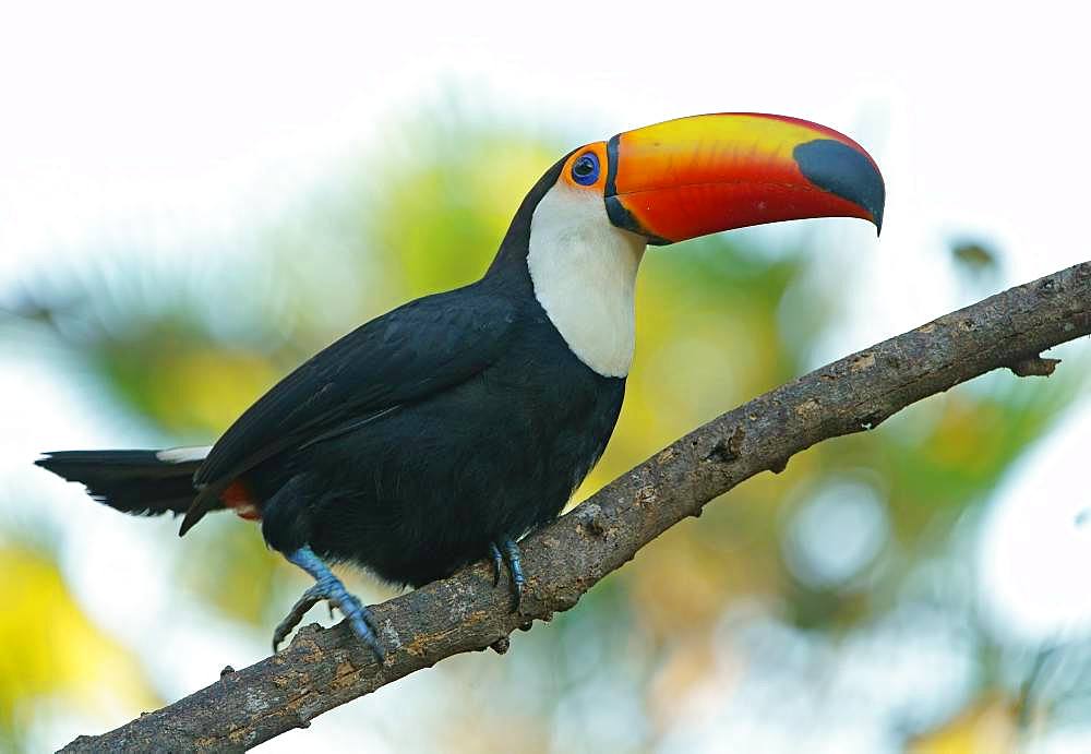 Toco toucan (Ramphastos toco) on a branch, Pantanal, Mato Grosso, Brazil, South America