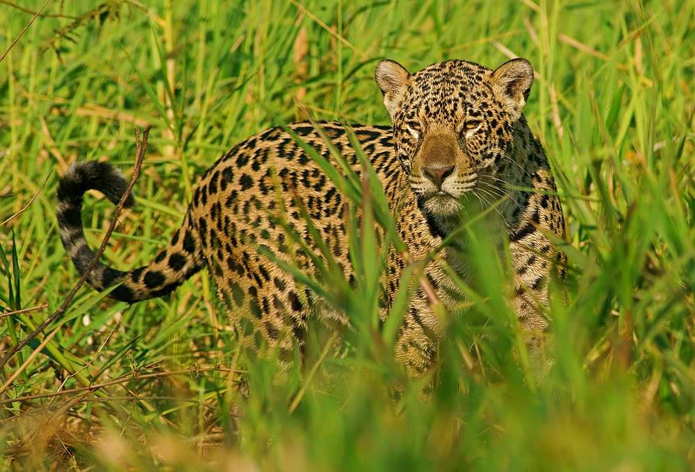 Jaguar (Panthera onca) on the riverbank, Pantanal, Mato Grosso, Brazil, South America