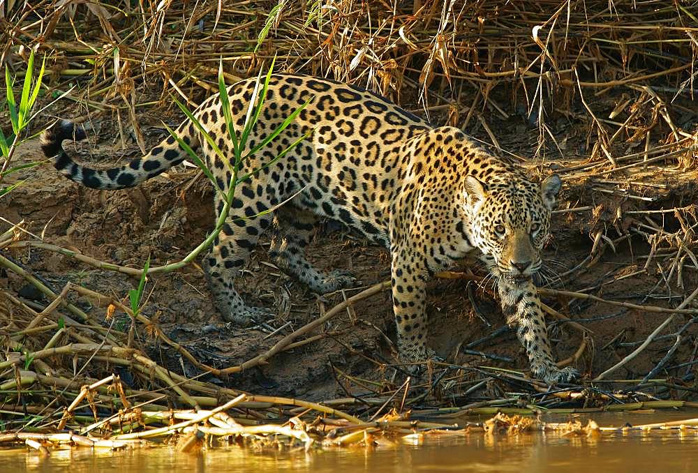 Jaguar (Panthera onca) on the riverbank, Pantanal, Mato Grosso, Brazil, South America