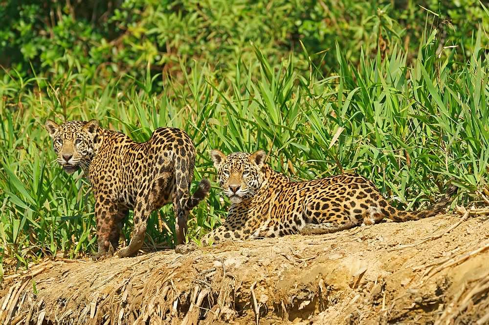 Two Jaguars (Panthera onca), male, lying on the riverbank, Pantanal, Mato Grosso, Brazil, South America