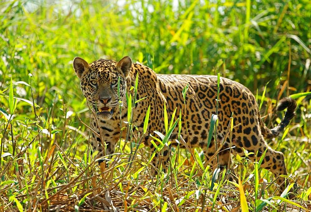 Jaguar (Panthera onca), with view into the camera, Pantanal, Mato Grosso, Brazil, South America