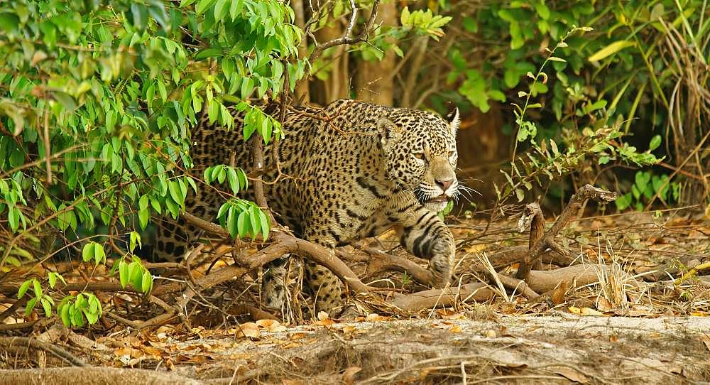 Jaguar (Panthera onca) sneaks at the riverbank, Pantanal, Mato Grosso, Brazil, South America