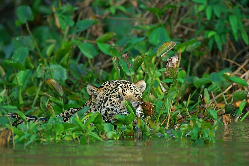 Jaguar (Panthera onca) camouflaged by leaves in water, looking out, Pantanal, Mato Grosso, Brazil, South America