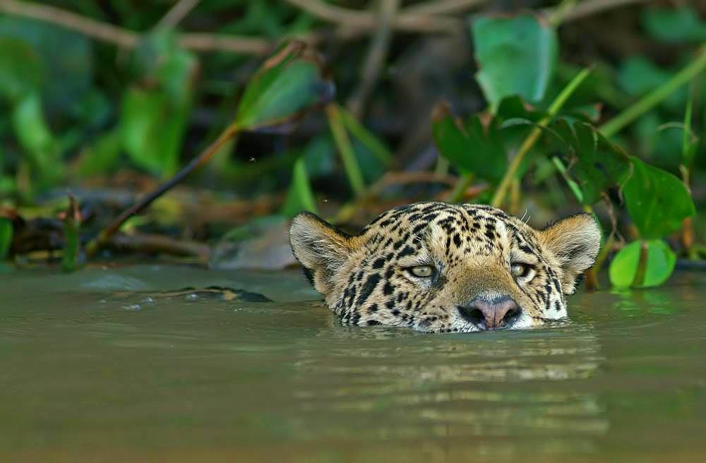 Jaguar (Panthera onca) swims in water, Pantanal, Mato Grosso, Brazil, South America