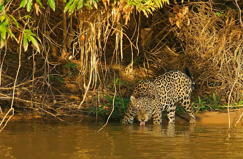 Jaguar (Panthera onca) on the riverbank drinking, Pantanal, Mato Grosso, Brazil, South America