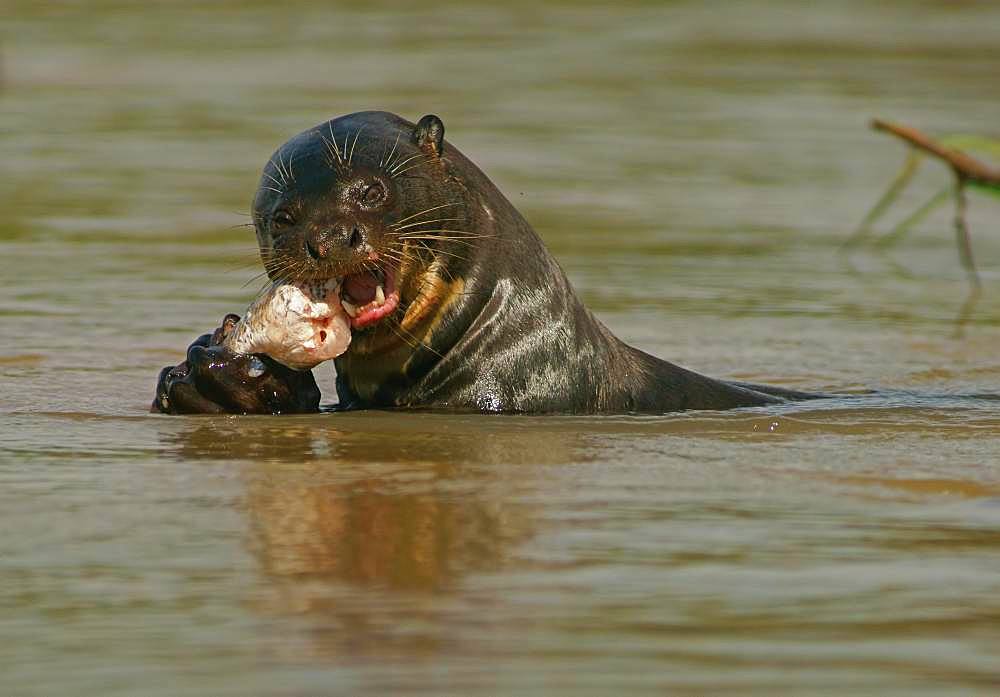 Giant otter (Pteronura brasiliensis) eats captured fish in water, Pantanal, Mato Grosso, Brazil, South America