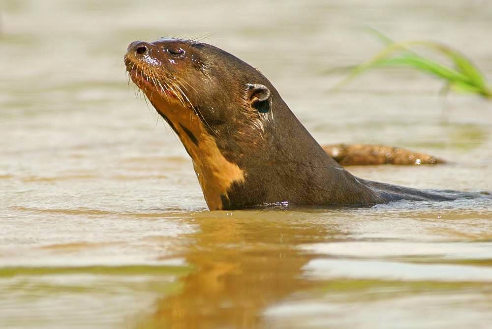 Giant otters (Pteronura brasiliensis) in water, Pantanal, Mato Grosso, Braslien