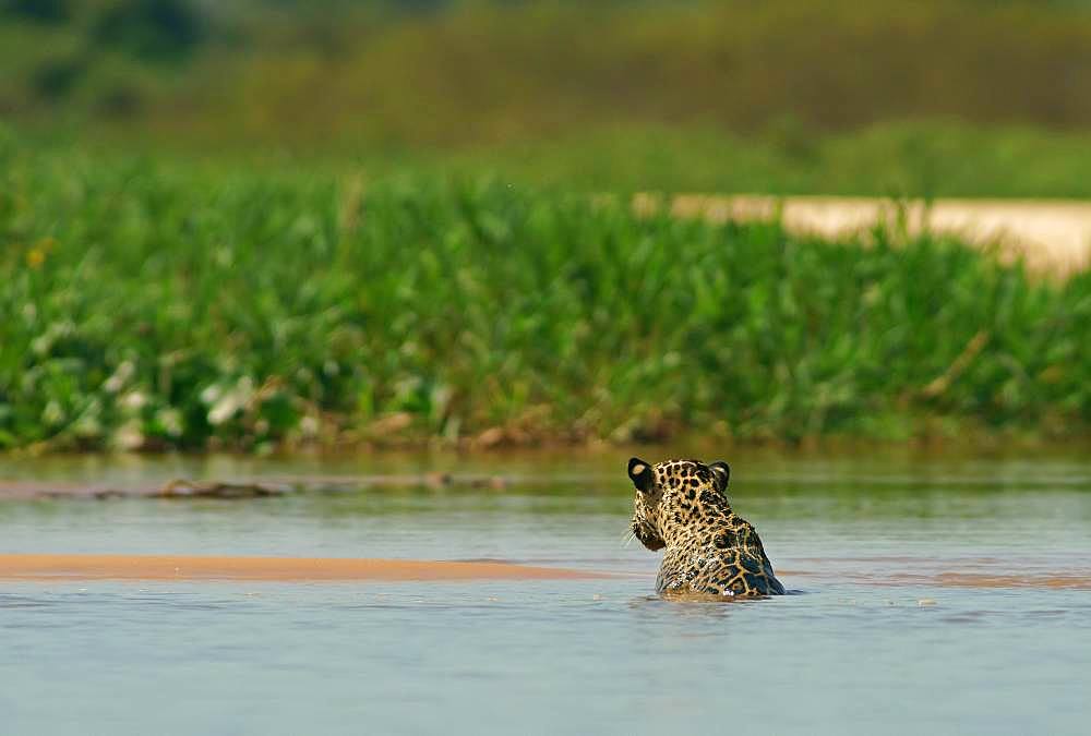 Jaguar (Panthera onca) sits in the water, Pantanal, Mato Grosso, Brazil, South America