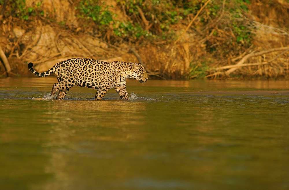 Jaguar (Panthera onca) running in river, Pantanal, Mato Grosso, Brazil, South America