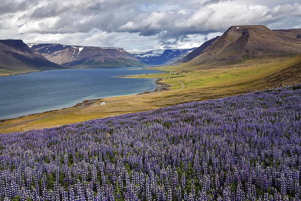 View of fjord landscape, blue flowering Nootka lupins (Lupinus nootkatensis) in front, near Pingeyri, Westfjorde, Iceland, Europe