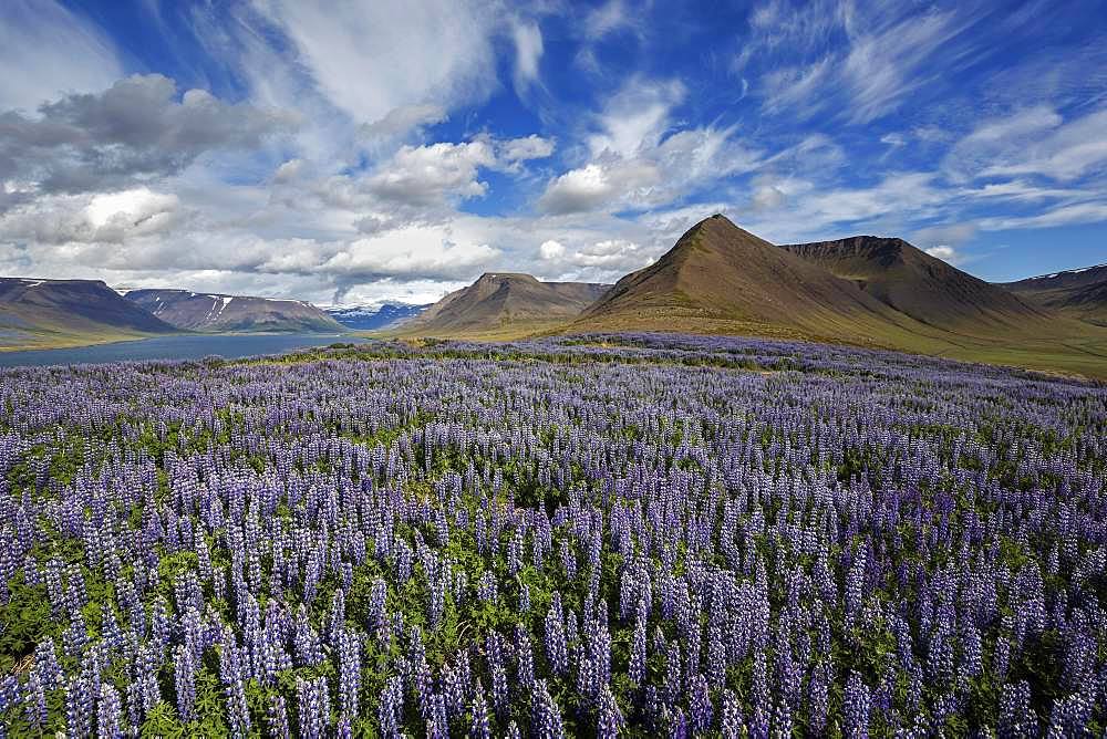 View on fjord landscape, blue flowering Nootka lupins (Lupinus nootkatensis) in front, cloud formation. near Pingeyri, Westfjorde, Iceland, Europe