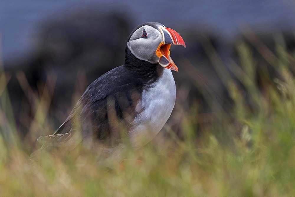 Puffin (Fratercula arctica), standing on grass, calling, bird rock Latrabjard, Westfjords, Iceland, Europe