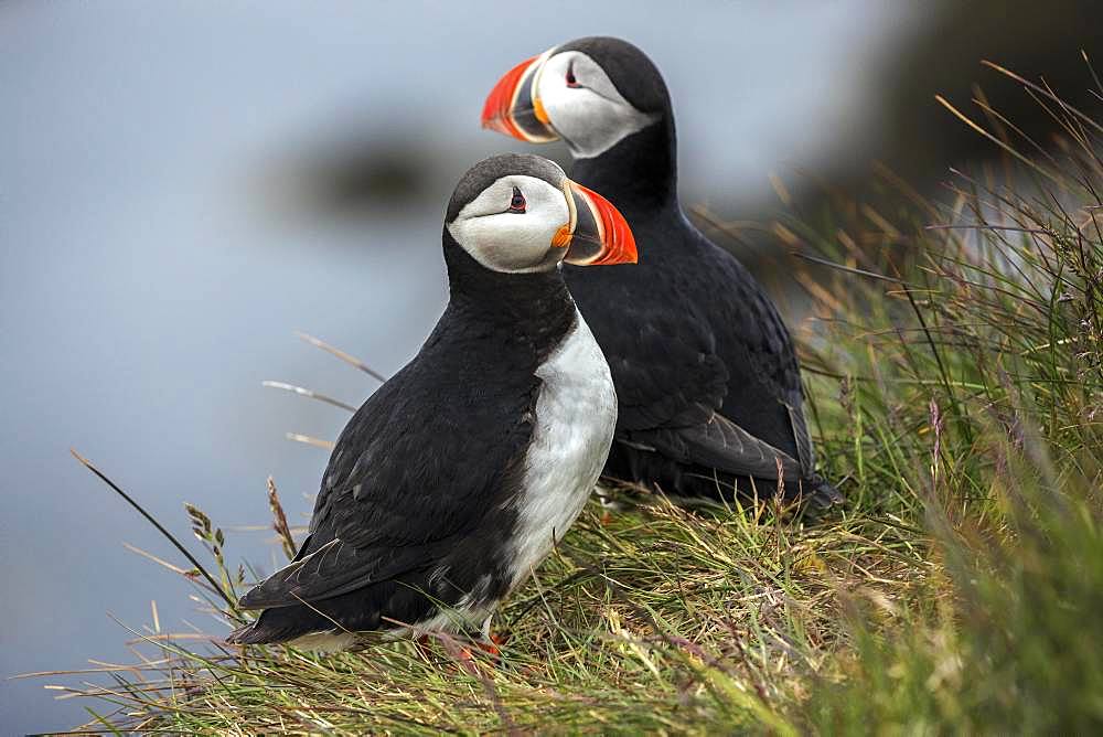 Two Puffins (Fratercula arctica), standing in the grass, bird rock Latrabjard, Westfjords, Iceland, Europe