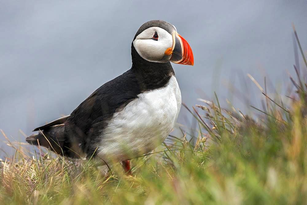 Puffin (Fratercula arctica), standing in the grass, bird rock Latrabjard, Westfjords, Iceland, Europe