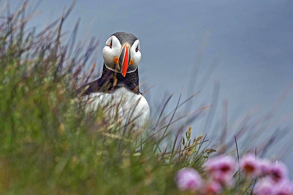 Puffin (Fratercula arctica), standing in the grass, bird rock Latrabjard, Westfjords, Iceland, Europe