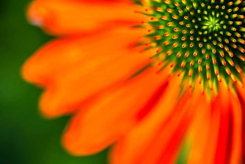 Red coneflower (Echinacea), seminal state with petals, detail of the flower, Bavaria, Germany, Europe