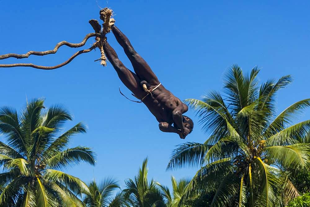 Man jumping from a bamboo tower, Pentecost land diving, Pentecost, Vanuatu, Oceania