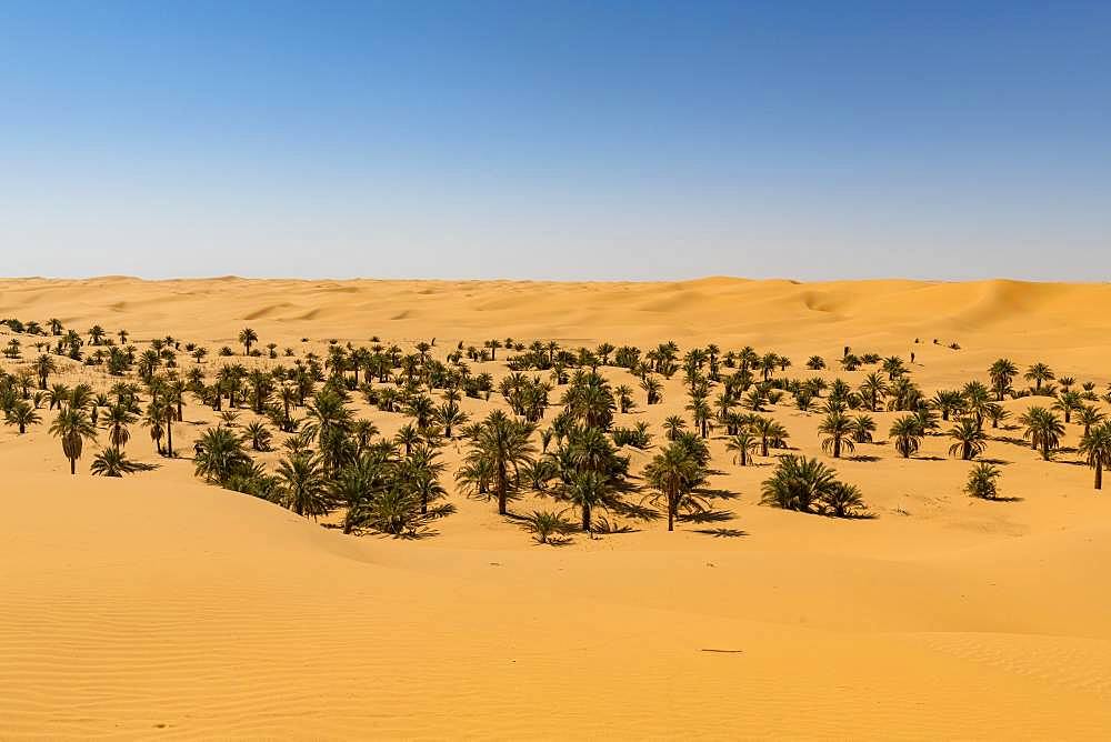 Palm grove in the sanddunes, near Timimoun, western Algeria, Algeria, Africa