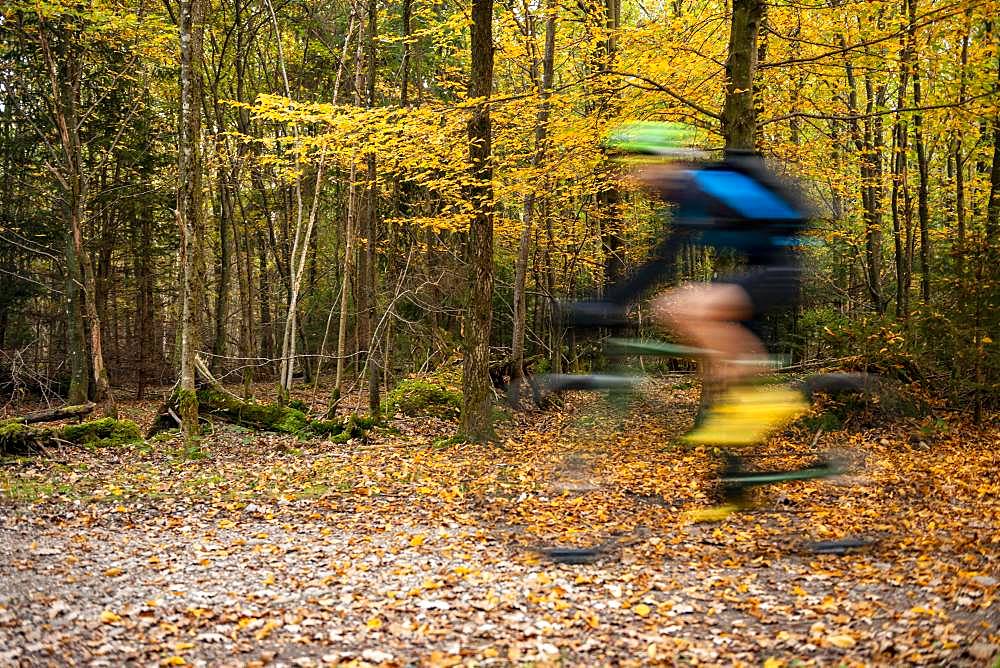 Cyclist in the autumnal forest, puller, Perlacher Forst, Munich, Upper Bavaria, Bavaria, Germany, Europe