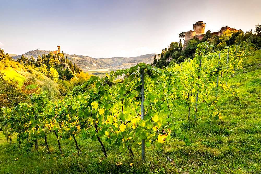 Vineyards in front of Rocca Manfrediana Fortress, on the left clock tower Torre dell'Orologio, Brisighella, Emilia-Romagna, Italy, Europe