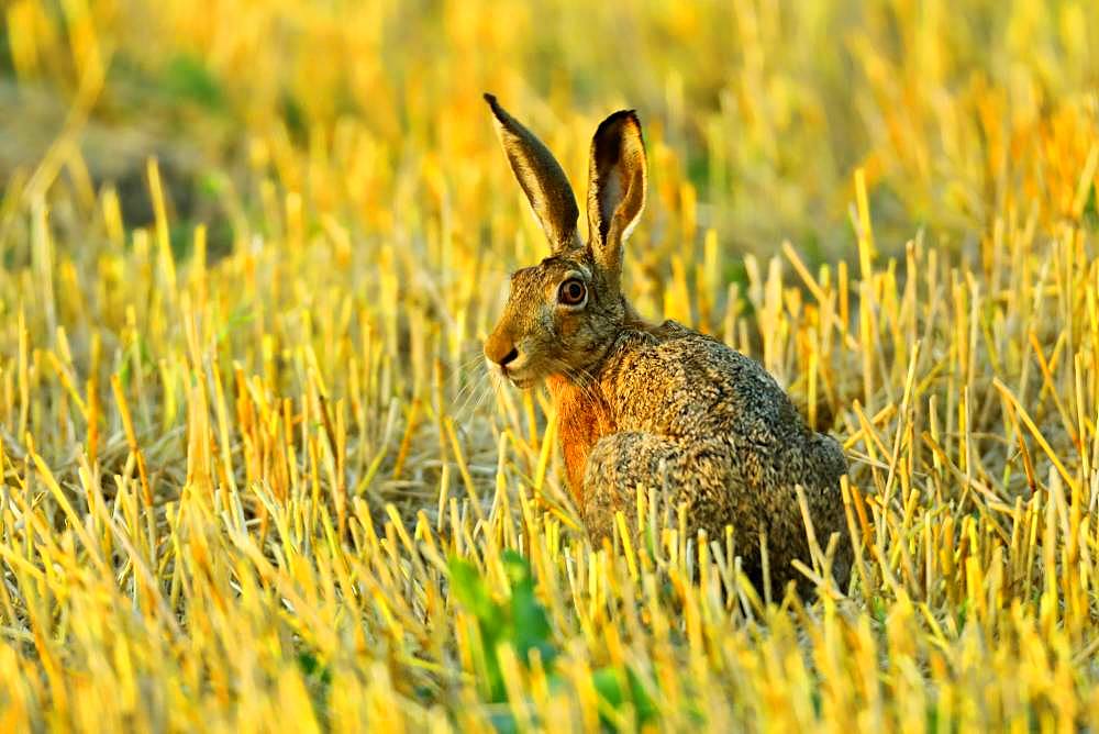 European hare (Lepus europaeus) sitting in a stubble field, Burgenland, Austria, Europe