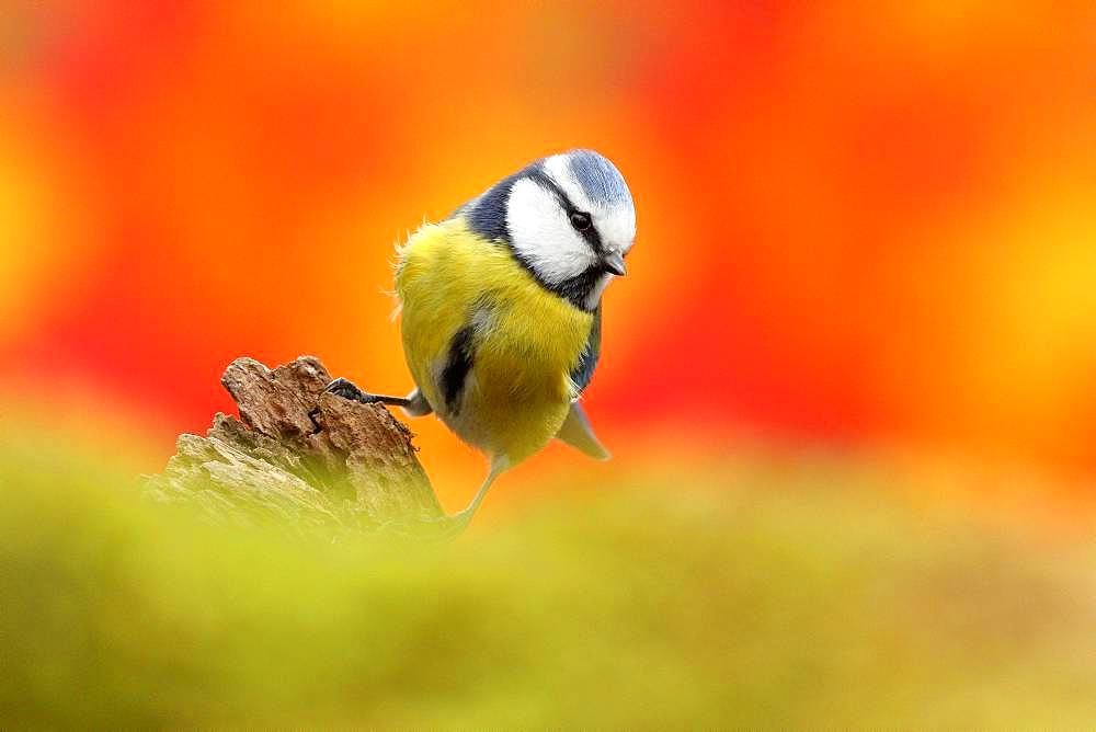 Blue tit (Parus caeruleus) against a special background, Wilden, North Rhine-Westphalia, Germany, Europe