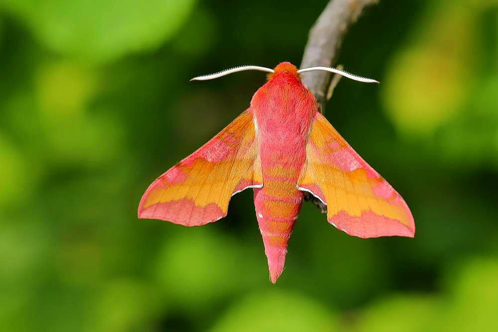 Small elephant hawk-moth (Deilephila porcellus) sits at a branch, Rhineland-Palatinate, Germany, Europe