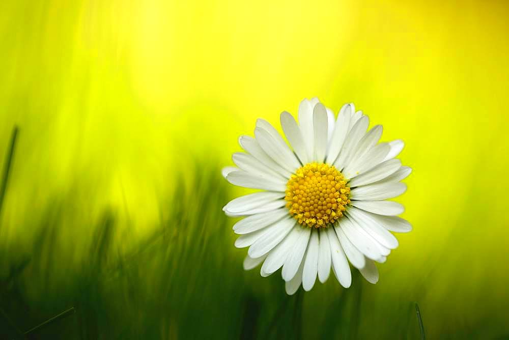 Daisies (Bellis perennis), North Rhine-Westphalia, Germany, Europe